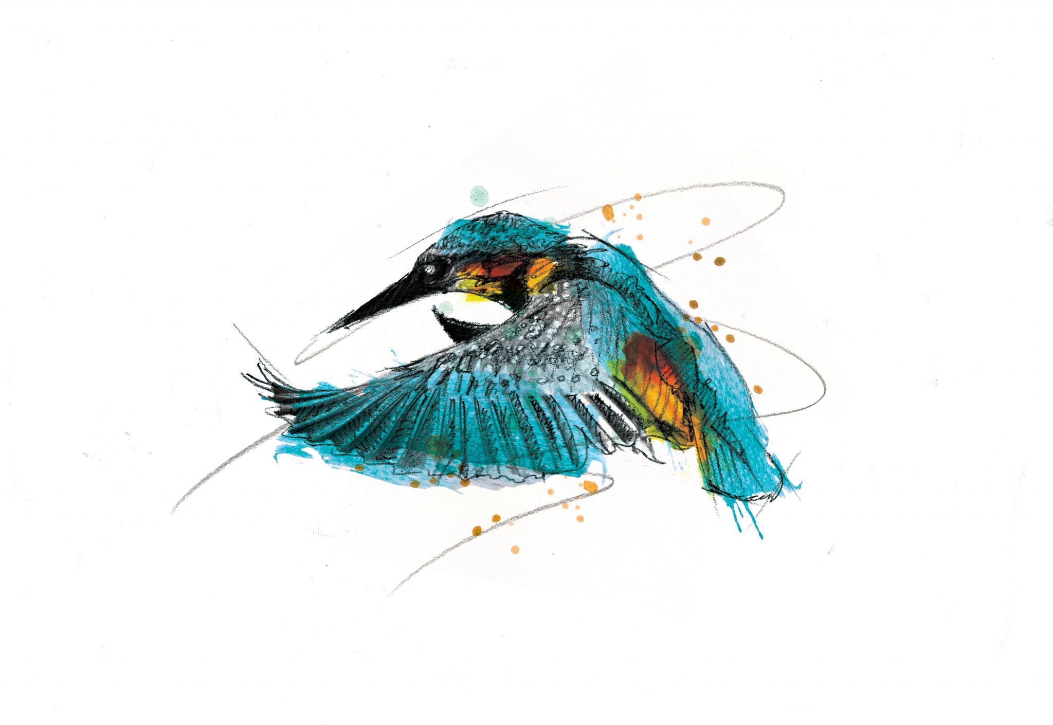 0073 Dm All Hail The Kingfisher Art