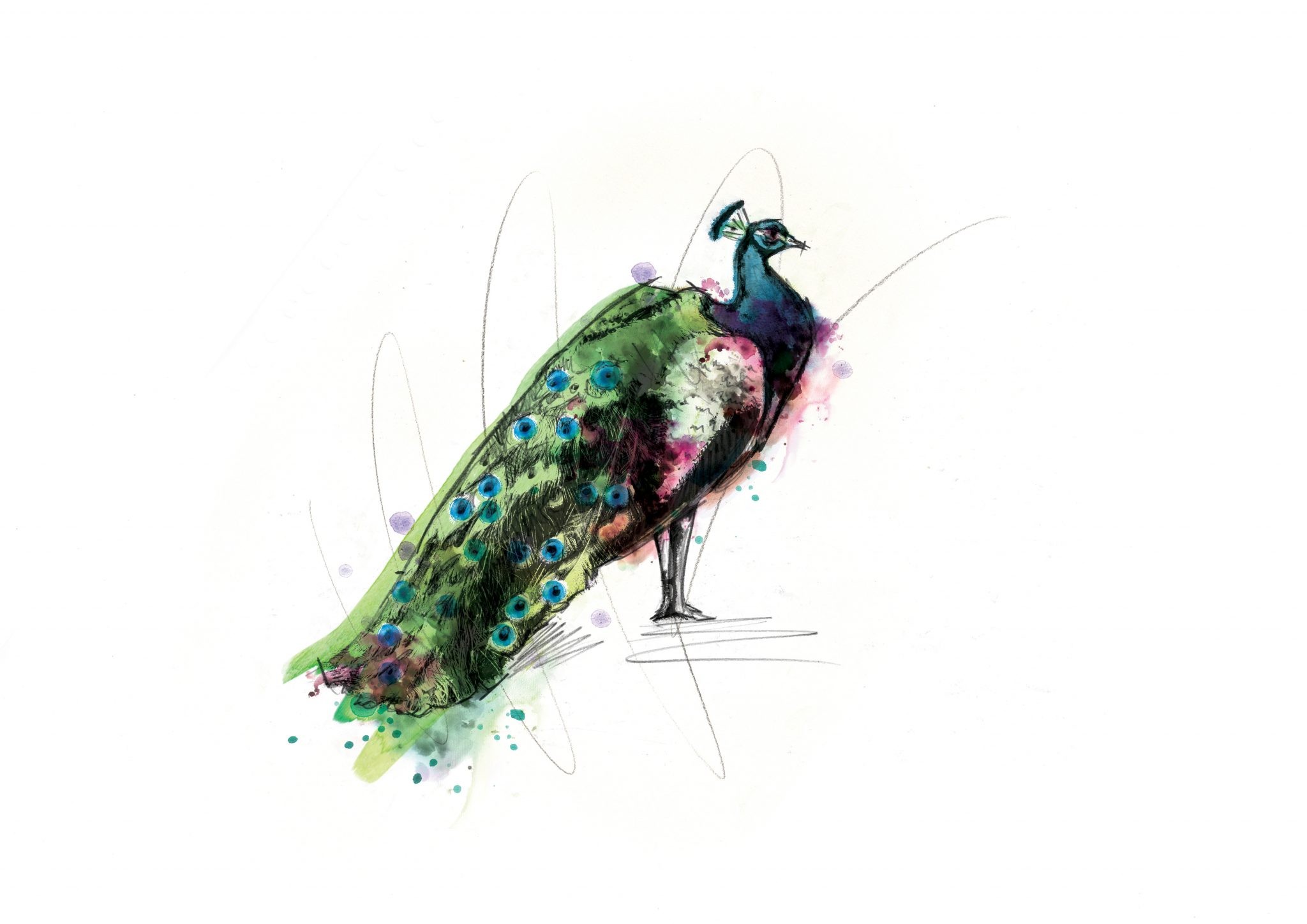 00119 Dm Proud As A Peacock Art