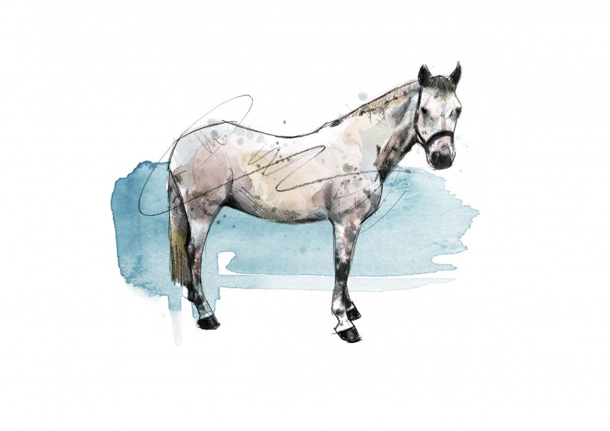 00258 Dm The Grey Horse Art